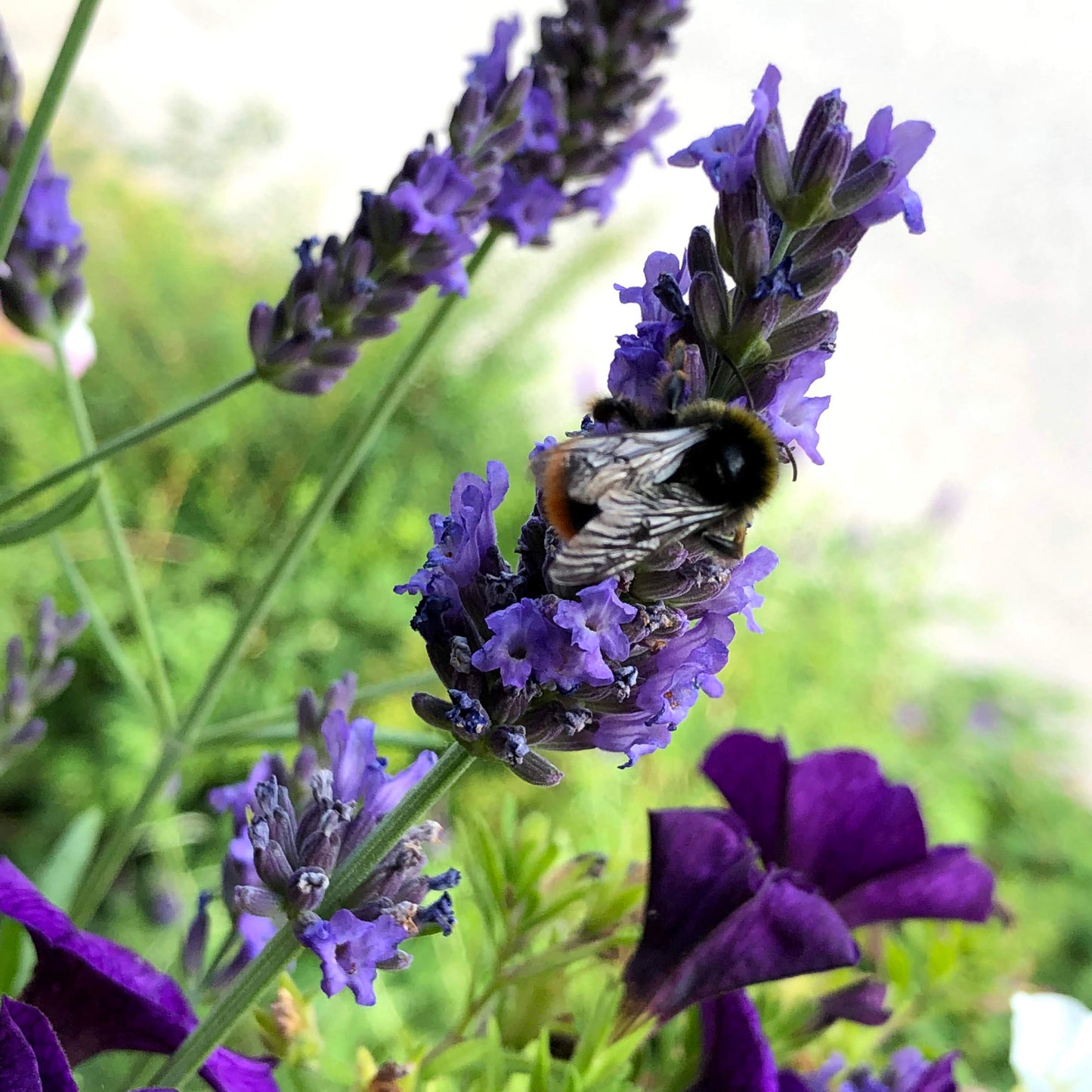 Lavendel (Kaschmir) Bio 5 ml