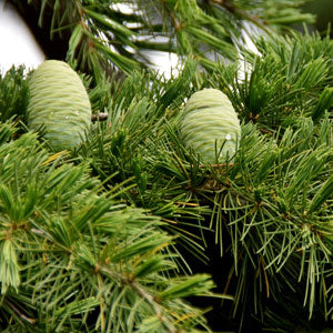 Himalaya Zeder;ätherische Öle - Himalaya Zeder