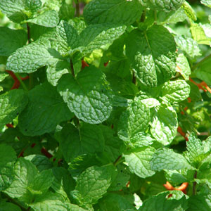 Krauseminze Bio 5 ml