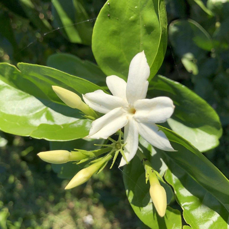 Jasmin Sambac 10% in Jojobaöl bio/KP 5 ml