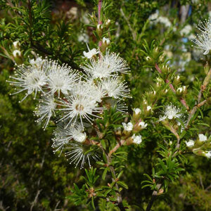 kunzea weisse honigmyrte;kunzea main