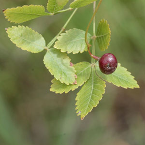 ätherisches öl linaloe beeren bursera delpechiana;ätherisches öl linaloe beeren bursera delpechiana main