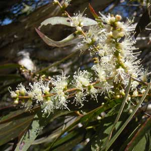 ätherische Öle - Cajeput;ätherische Öle - Cajeput