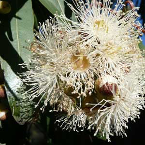 ätherische Öle - Eukalyptus citriadora ;ätherische Öle - Eukalyptus citriadora