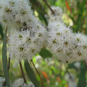 ätherische Öle - Eukalyptus radiata ;ätherische Öle - Eukalyptus radiata