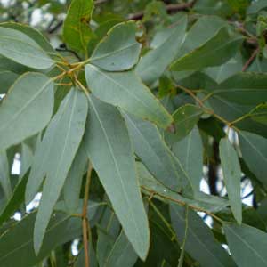 ätherische Öle - Eukalyptus staigeriana;ätherische Öle - Eukalyptus staigeriana