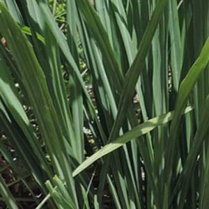 lemongrass;lemongrass main