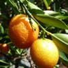 ätherische Öle - Mandarine rot;ätherische Öle - Mandarine rot