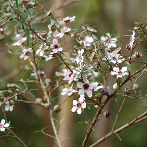 ätherische Öle - manuka;ätherische Öle - manuka