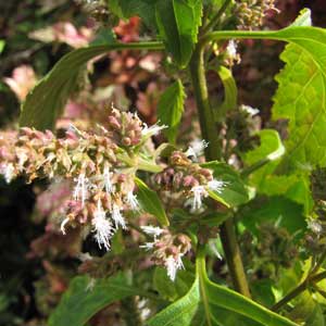 ätherische Öle - Patchouli;ätherische Öle - Patchouli