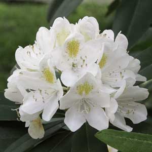 ätherische Öle - Rhododendron;ätherische Öle - Rhododendron