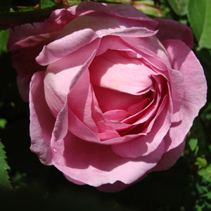 ätherische Öle - Rose;ätherische Öle - Rose