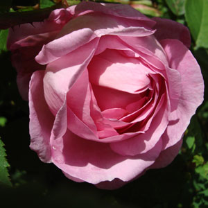 Rose ätherisches Öl;Rose ätherisches Öl