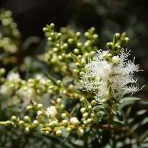 ätherische Öle - Teatree;ätherische Öle - Teatree