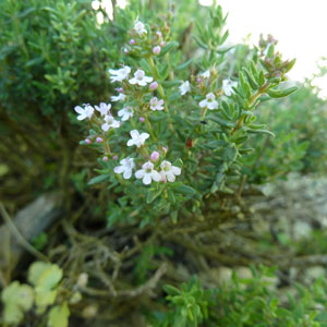 ätherische Öle - Thymian thujanol;ätherische Öle - Thymian thujanol