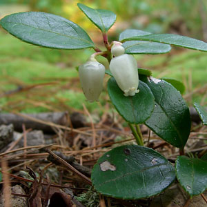 ätherische Öle - Wintergrün;ätherische Öle - Wintergrün